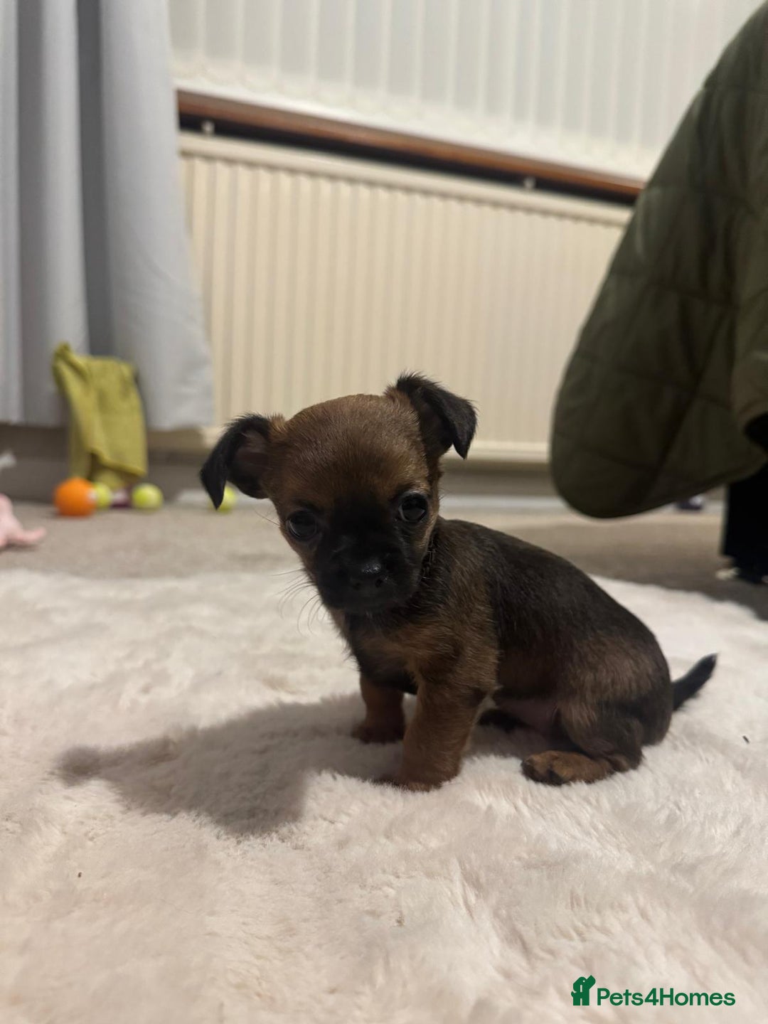 Chorkie dogs for sale: Two gorgeous wee chorkies  - Advert 2