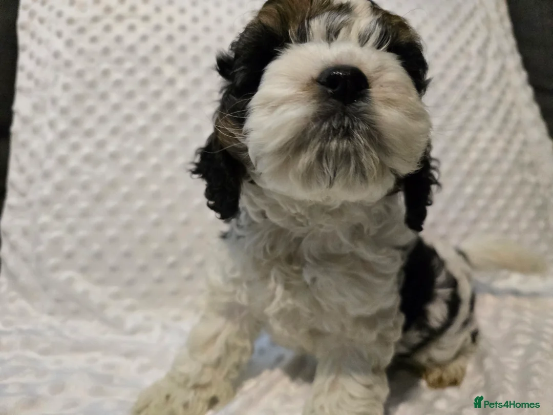 Cockapoo dogs for sale: Cockapoo puppies ready now - Advert 4