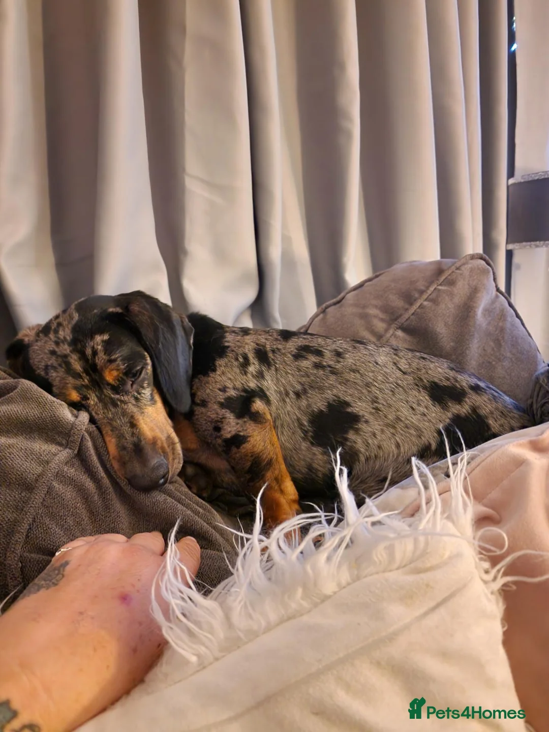 Dachshund dogs for sale: Looking for a loving home for my little boy in Maldon - Advert 5