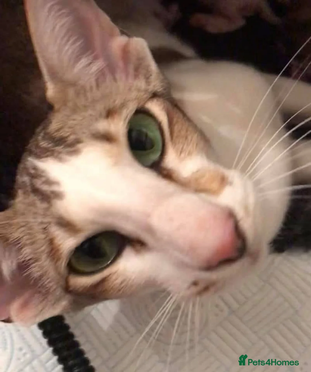 Oriental cats for sale: KimbaSilk Oriental adult bicolour - Advert 1