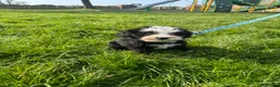 Sheepadoodle dogs for sale: Micro mini Sheepadoodles 1 littlegirlleft - Advert 10