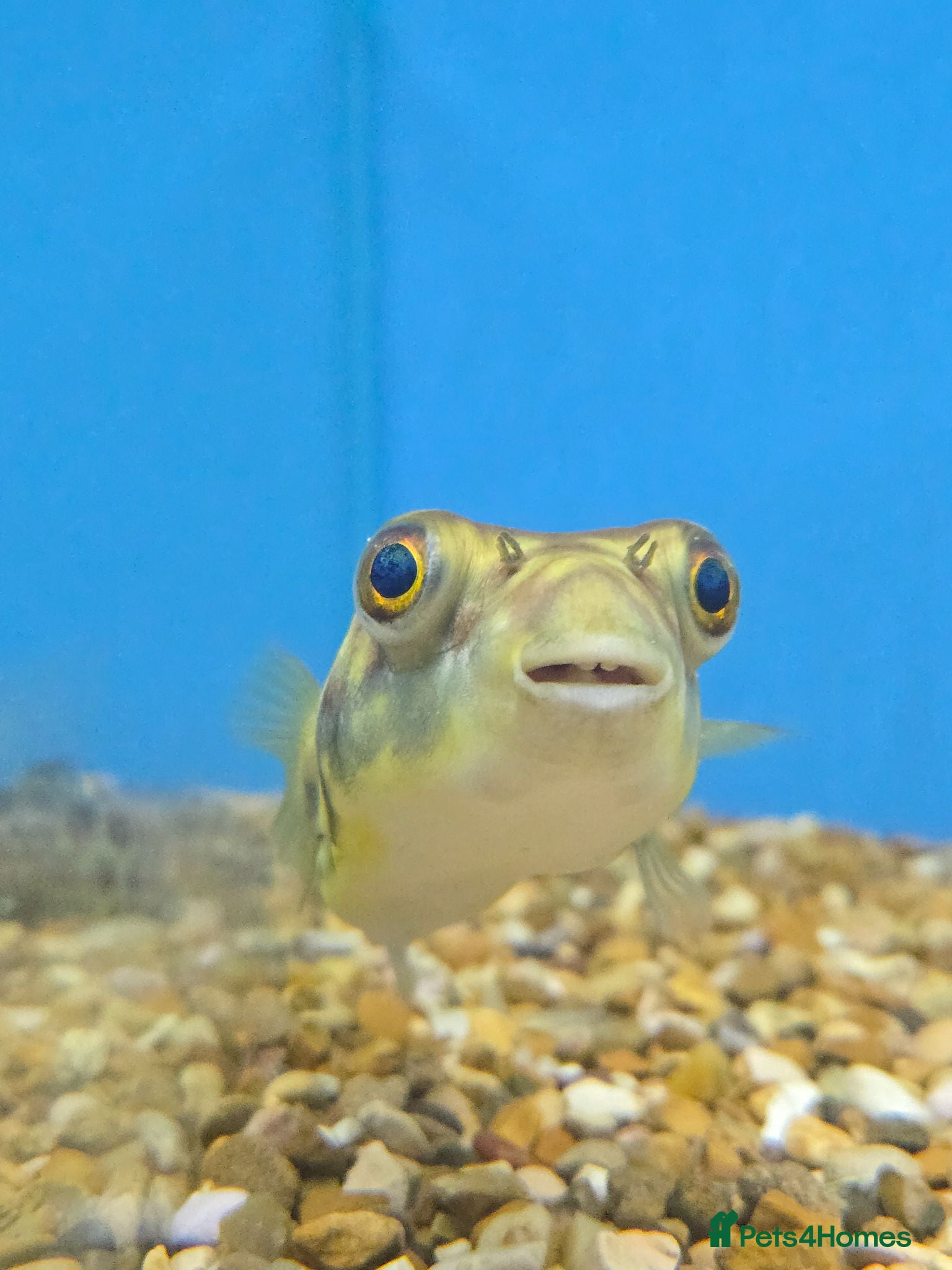 Pufferfish fish Cross River Puffer 15cm @Tameside Aquatics! ❤️🐡 - Advert 2