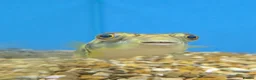 Pufferfish fish for sale: Cross River Puffer 15cm @Tameside Aquatics! ❤️🐡 - Advert 1