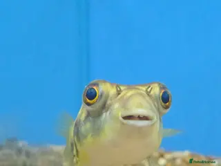 Pufferfish fish Cross River Puffer 15cm @Tameside Aquatics! ❤️🐡 - Advert 2