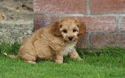 Cockapoo dogs for sale: Beautiful F1 Cockapoo puppies for sale - Image 33