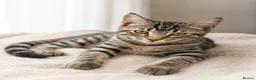 British Shorthair cats for sale: Stunning half Main Coon kitten ready for new home - Advert 18