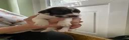 English Springer Spaniel dogs for sale: Gorgeous springer spaniel pups in Darlington - Advert 4