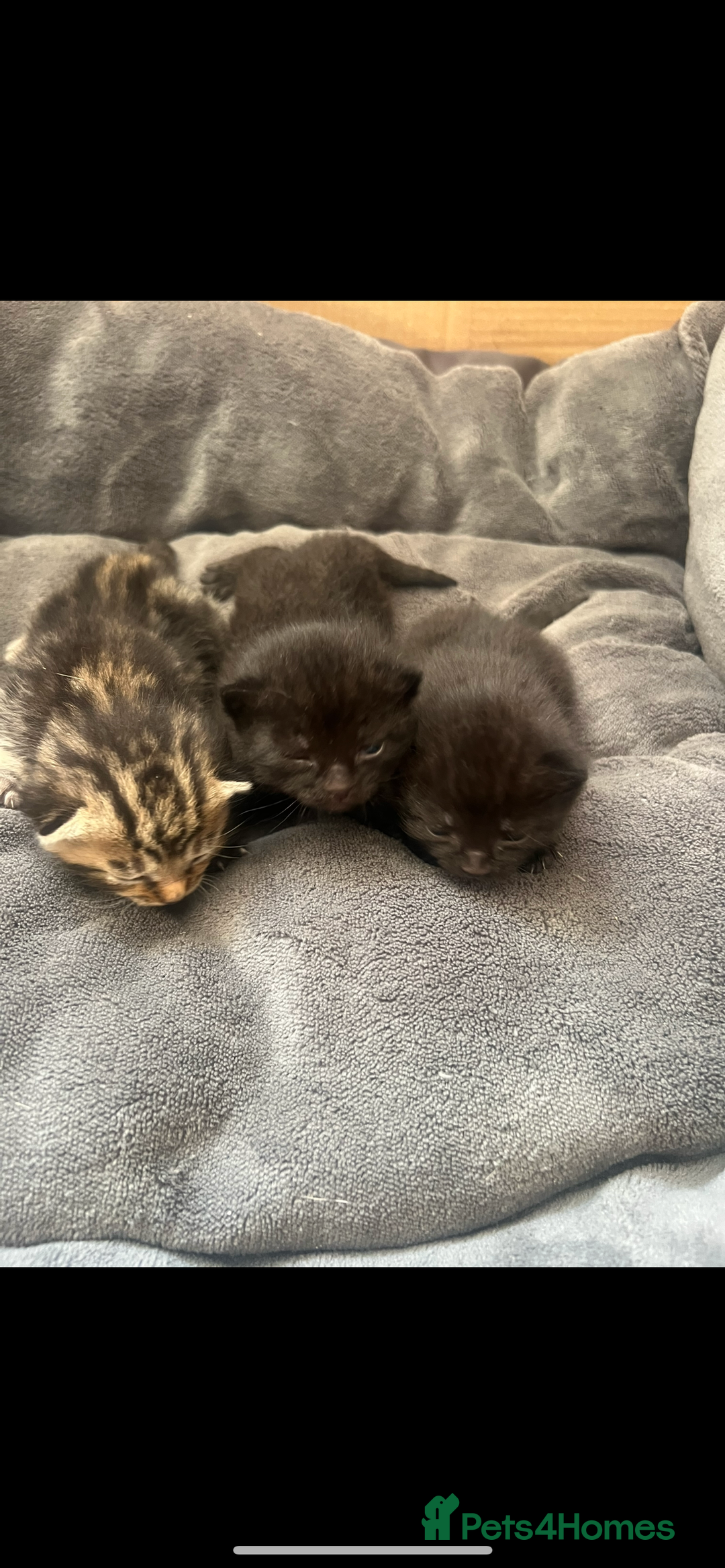 Domestic Shorthair cats for sale: 3 Beautiful kittens  - Image 5