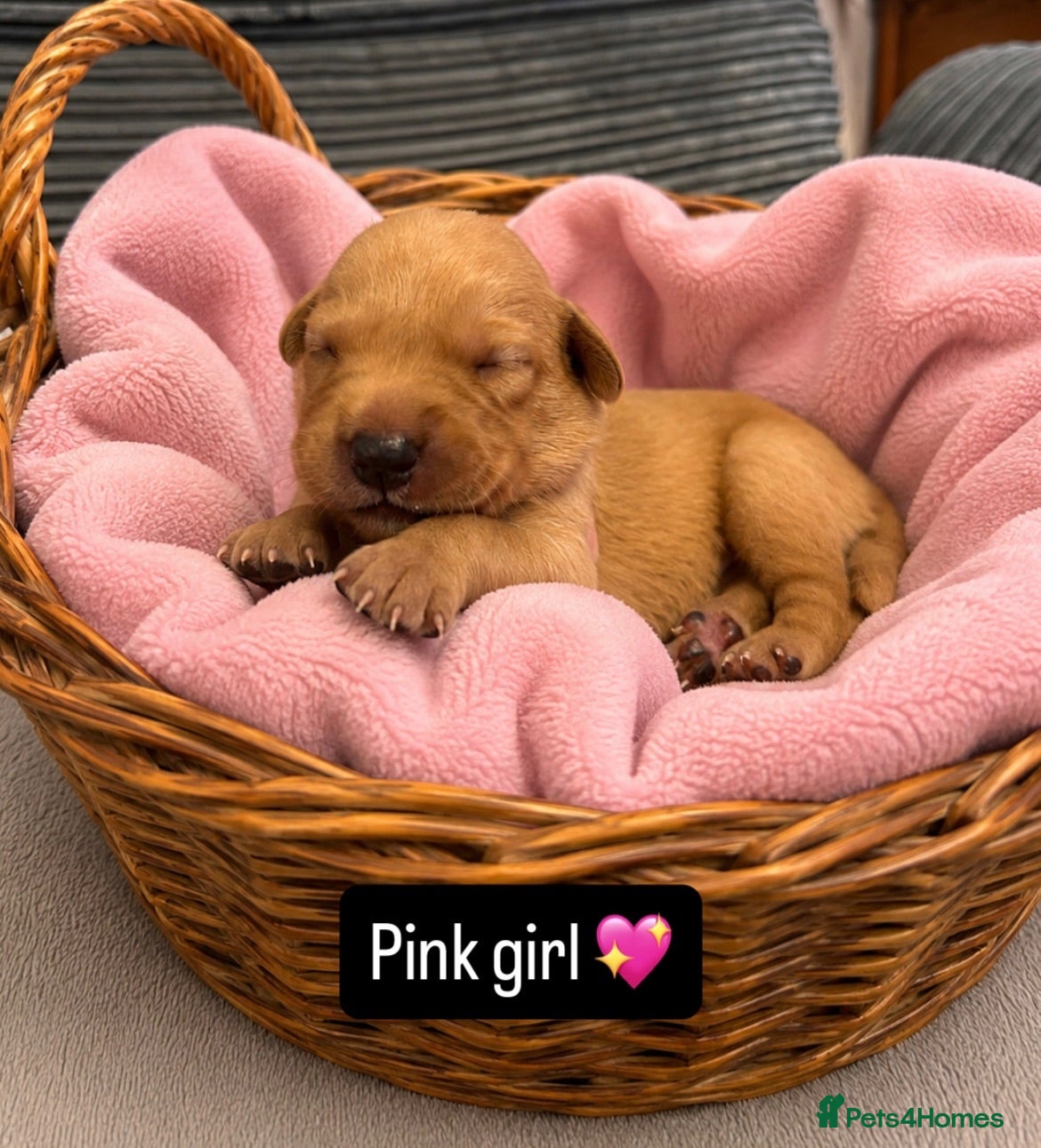 Labrador Retriever dogs Follow your pups journey from birth ❤️ - Advert 2