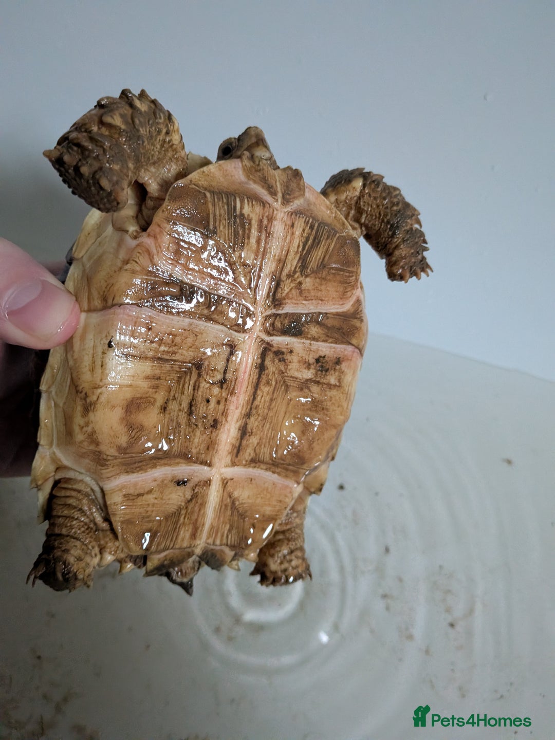 Tortoise reptiles for sale: 2 x 1 year old sulcata tortoises sold Separately  - Advert 8