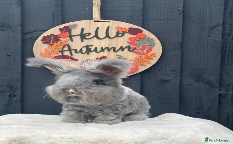 Angora rabbits - Advert 14