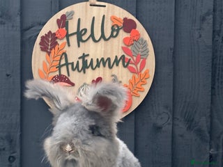 Angora rabbits - Advert 9