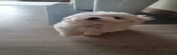 Maltese dogs for sale: Pure high quality Maltese pupies  - Advert 8