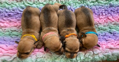 Miniature Dachshund dogs - Advert 14