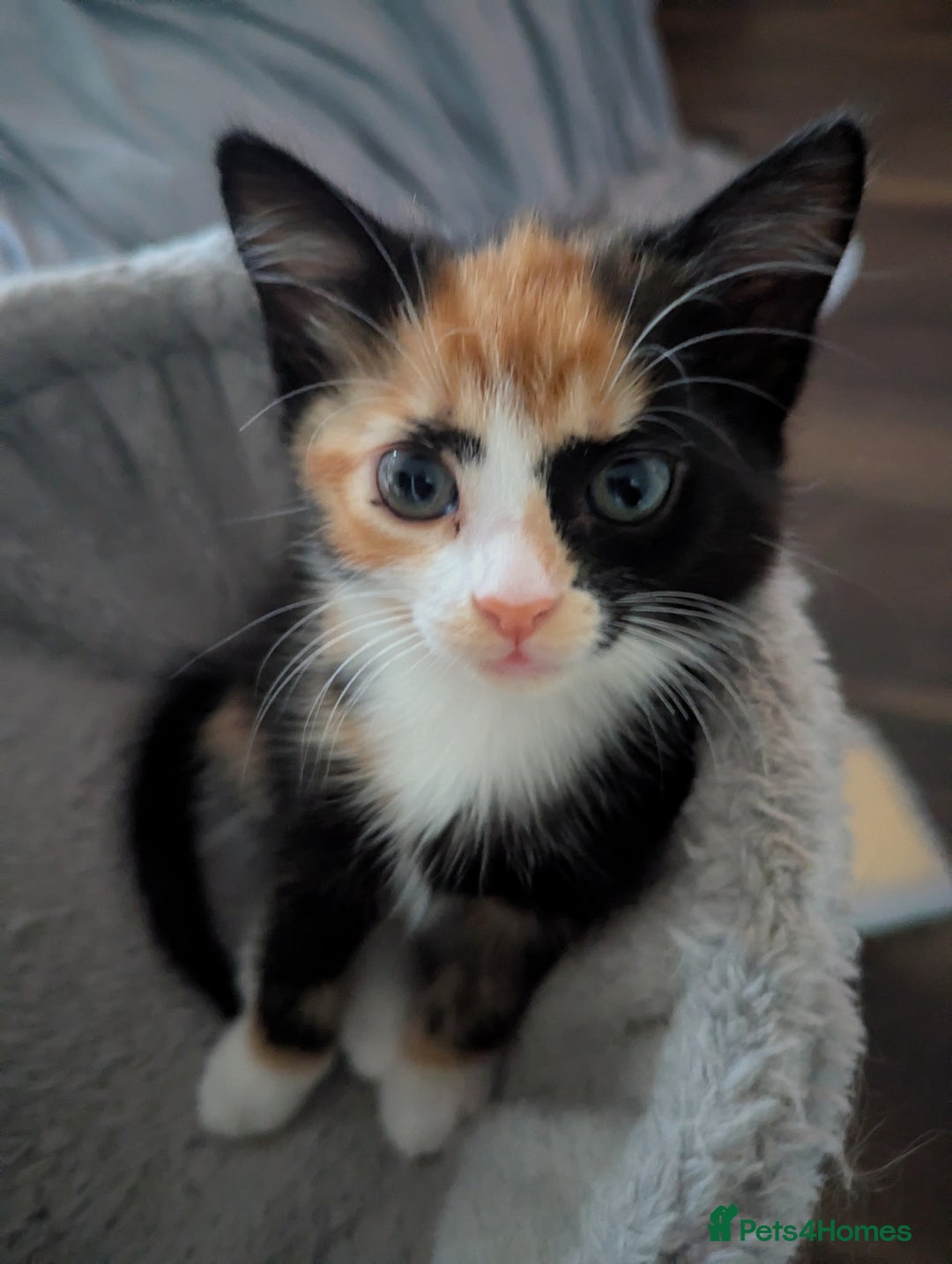 Domestic Shorthair cats for sale: 2 adorable kittens looking for loving home - Image 5