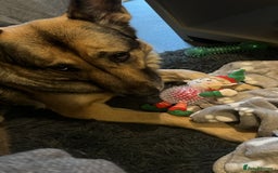 German Shepherd dogs for sale: Rehome a Beautiful German Shepherd - Image 4