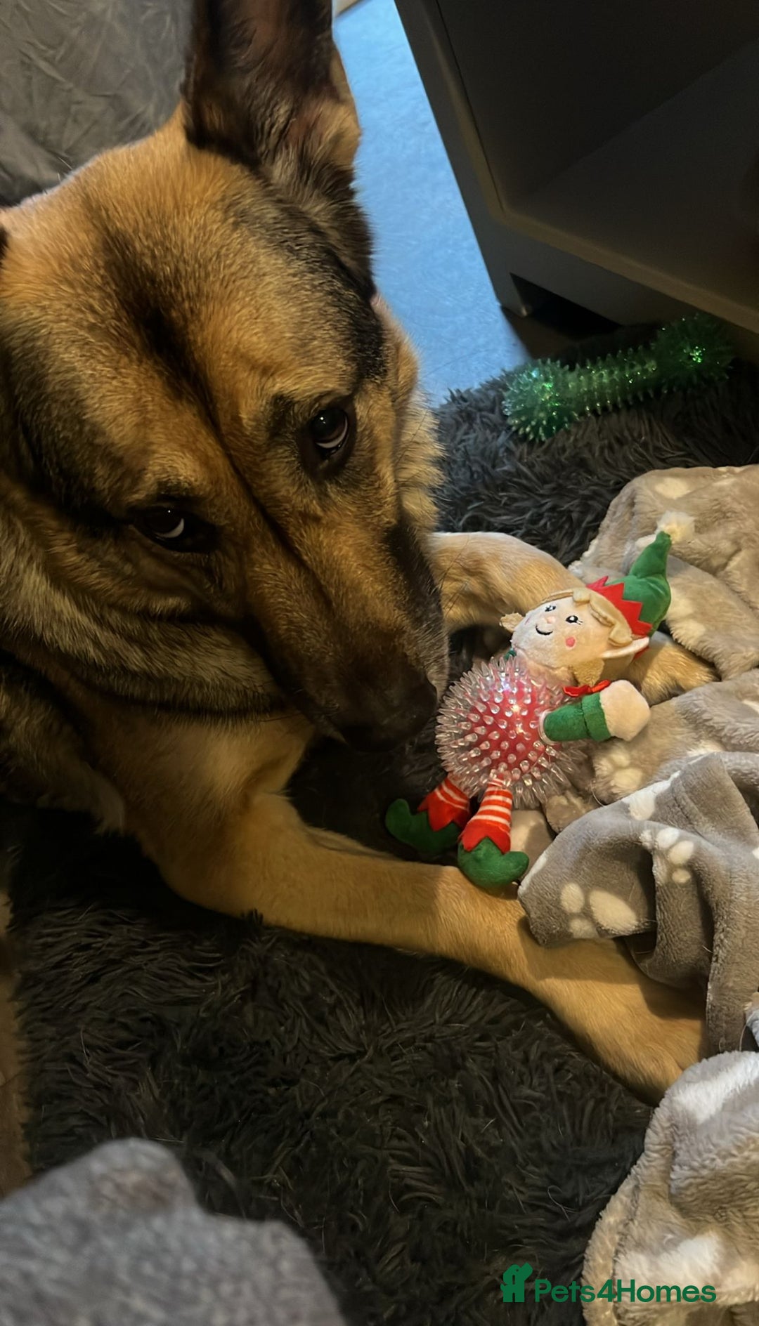 German Shepherd dogs for sale: Rehome a Beautiful German Shepherd - Image 4
