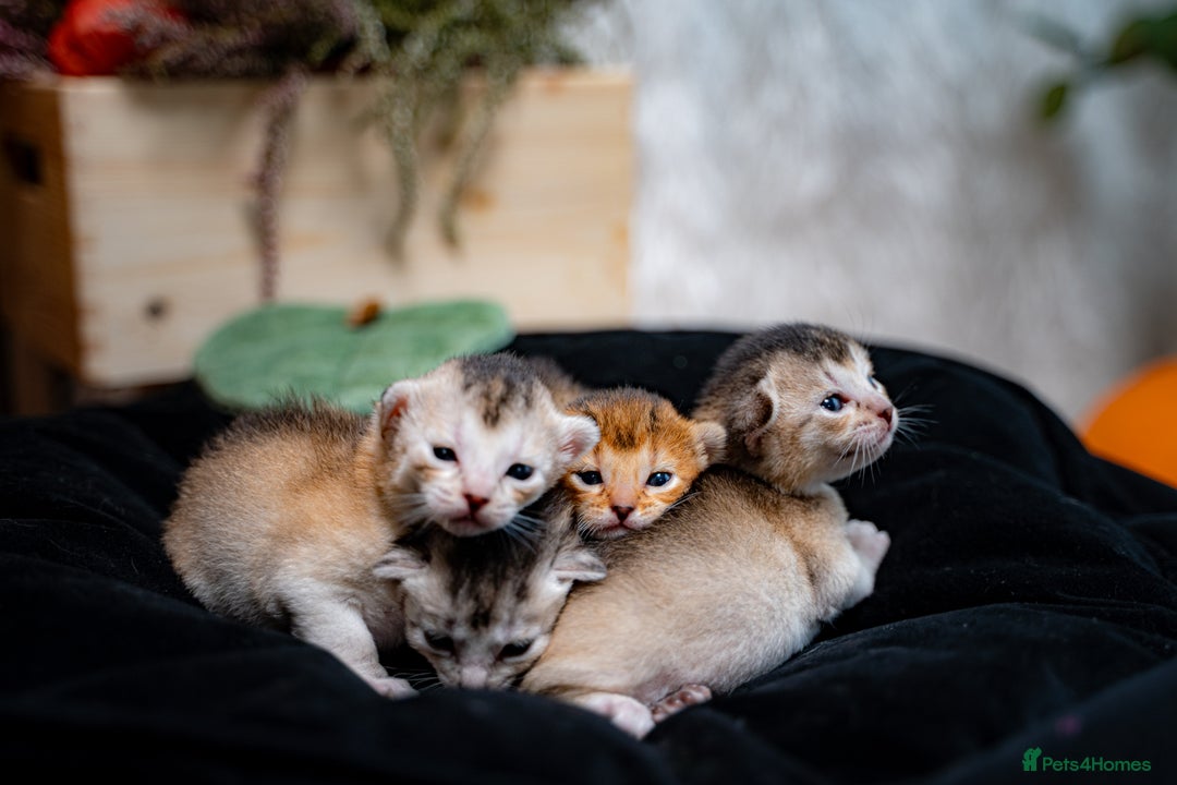 Abyssinian cats for sale: Silver Black Abyssinians-Champion TICA pedigree - Image 5