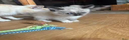Ragdoll cats for sale: Ragdoll cross kittens  - Advert 18