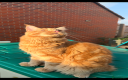 Maine Coon cats for sale: Two pure breed pedigree 1 year old Maine Coons  - Image 5
