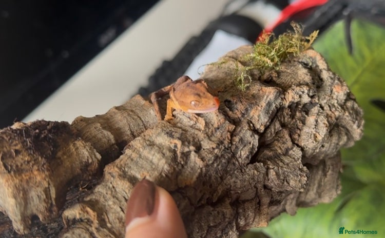 Gecko reptiles - Advert 18