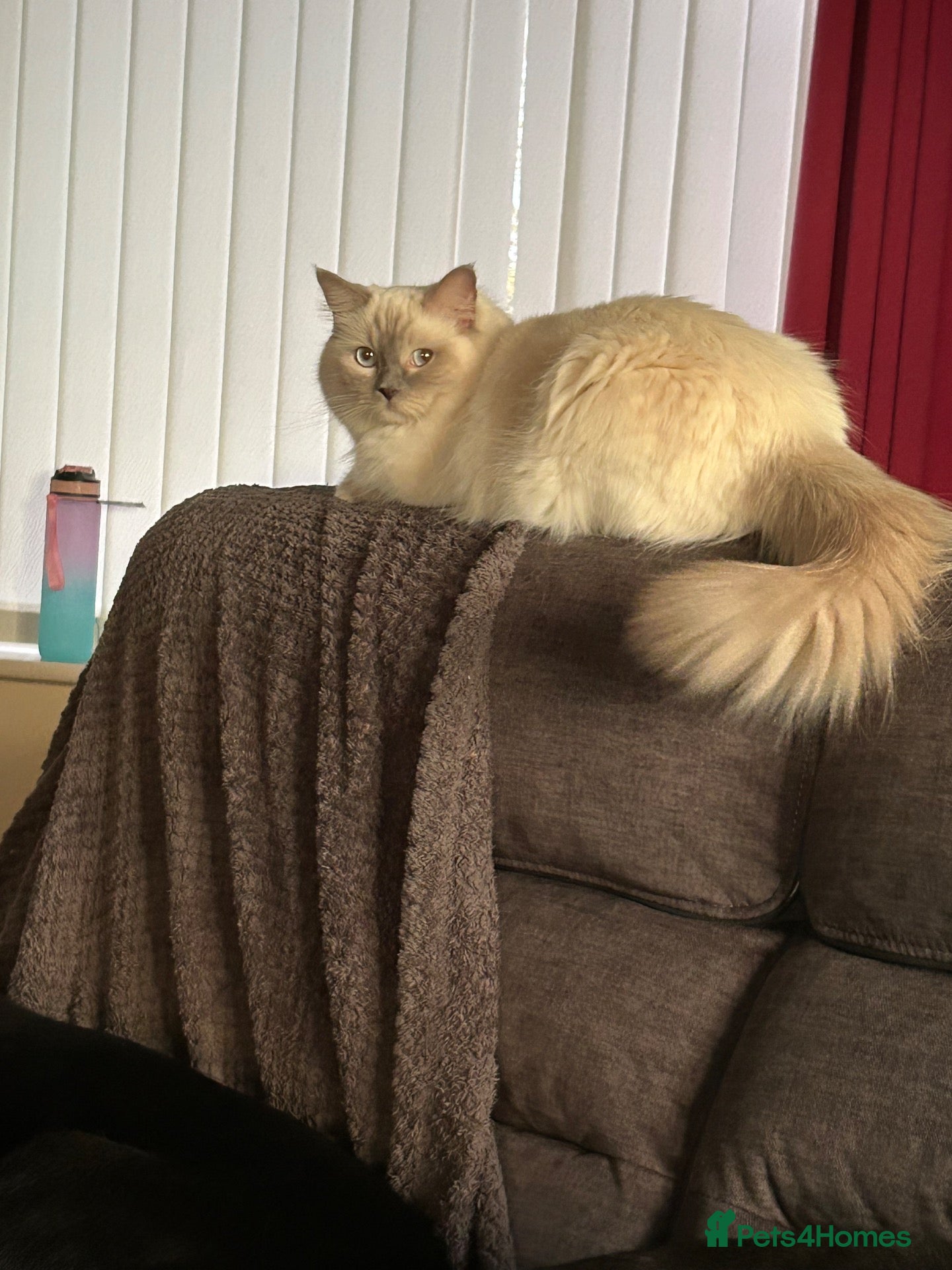 Ragdoll cats Rag doll boys fully health tested Gccf registered  - Advert 1