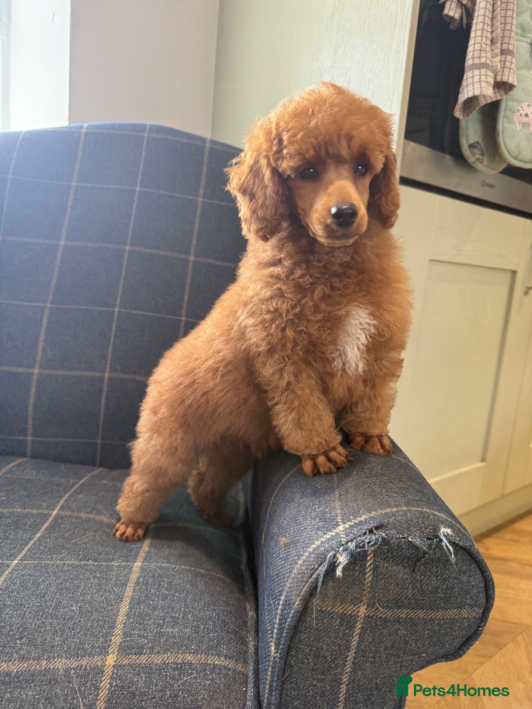 Miniature Poodle dogs for sale: READY NOW 2 boys available.  - Image 6