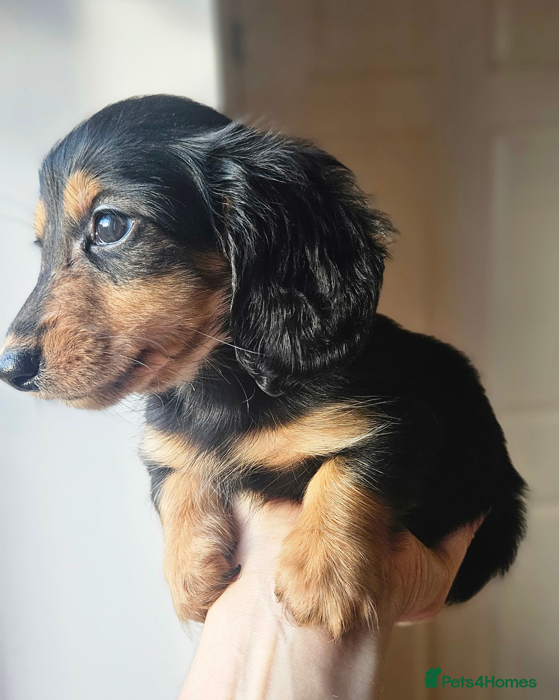 Miniature Dachshund dogs Longhaired miniature puppies - Advert 3