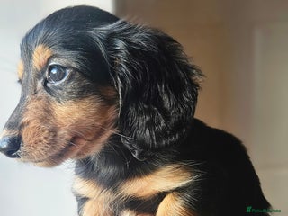 Miniature Dachshund dogs Longhaired miniature puppies - Advert 3