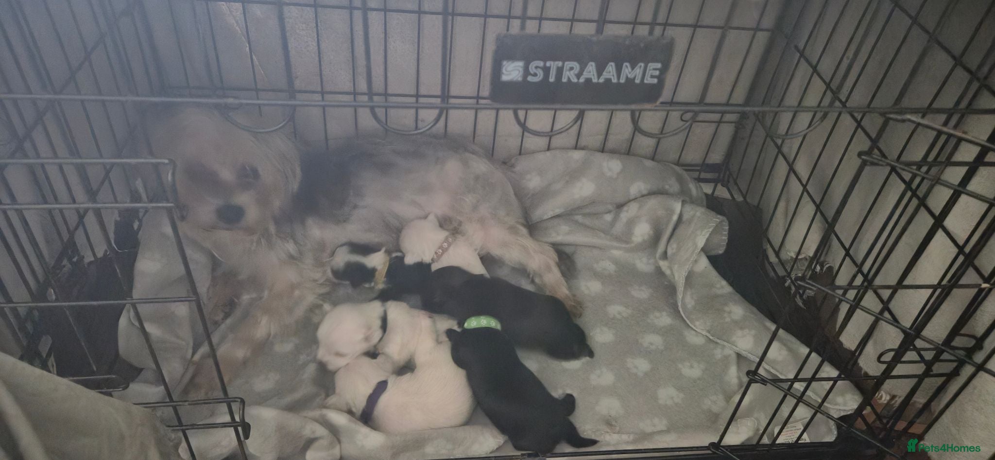 Morkie dogs I have 6 morkie puppys 4 sale  - Advert 4