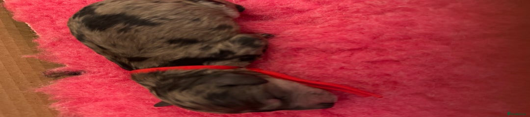 Labradoodle Puppy 5