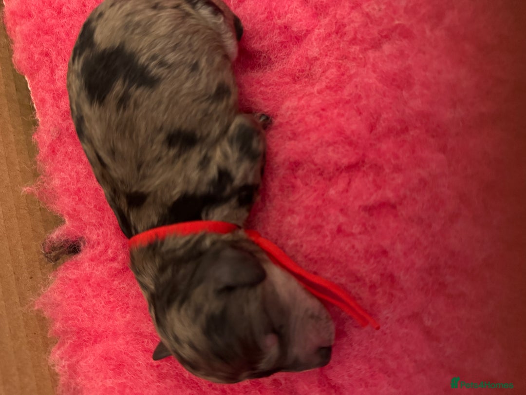 Labradoodle dogs for sale: Labradoodle x toy poodle - Merle  - Image 6