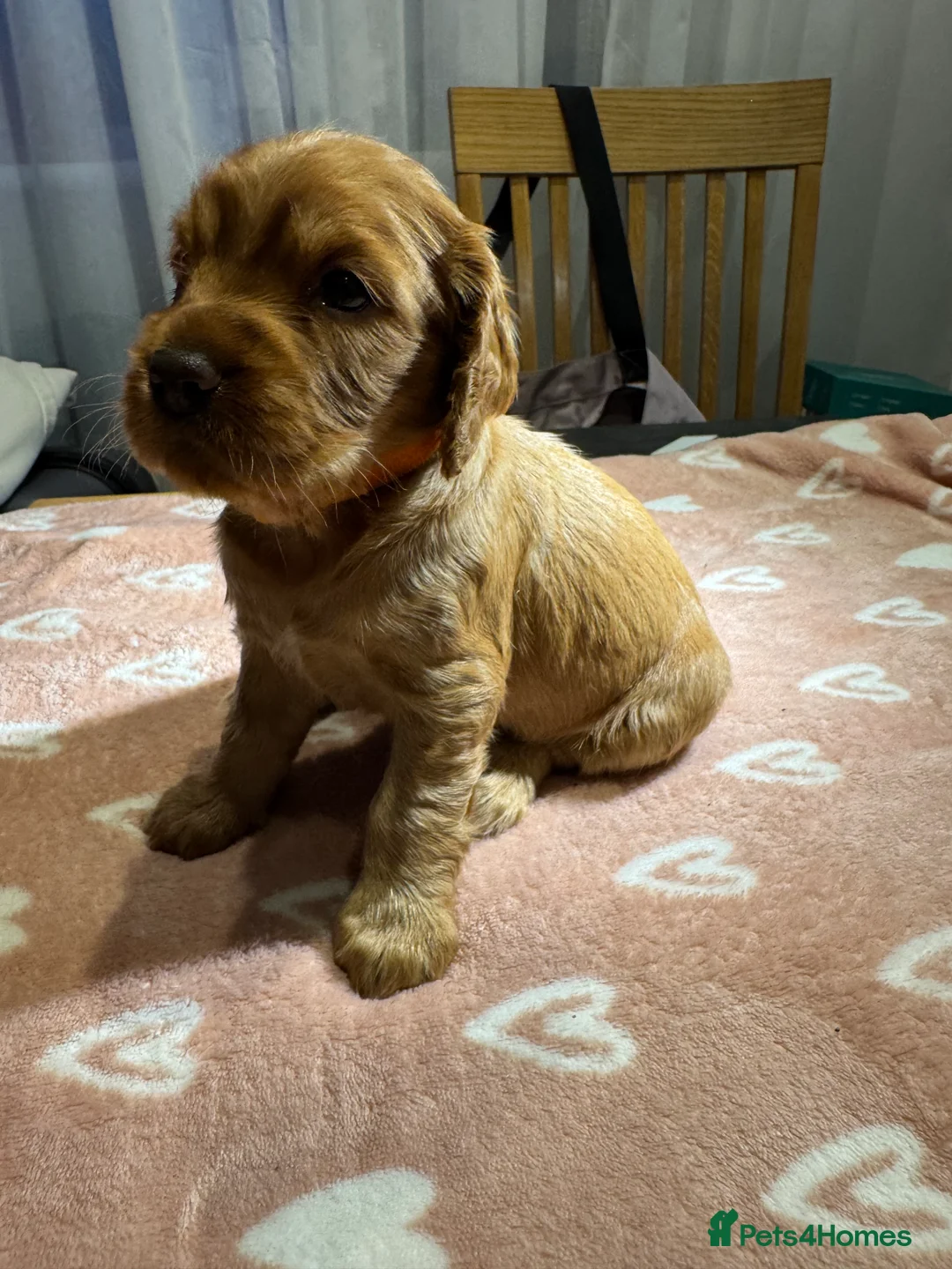Cocker Spaniel dogs for sale: Adorable cocker spaniel puppies - Advert 26