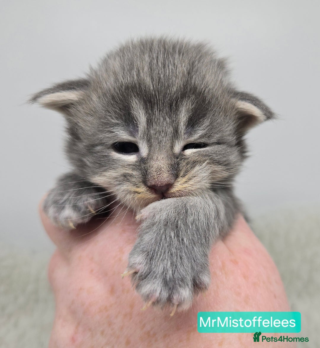 Maine Coon cats for sale: Maine Coon Kittens LARGE Blue/Black Tortie/Tabby - Advert 1