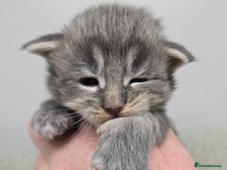 Maine Coon cats Maine Coon Kittens LARGE Blue/Black Tortie/Tabby - Advert 2