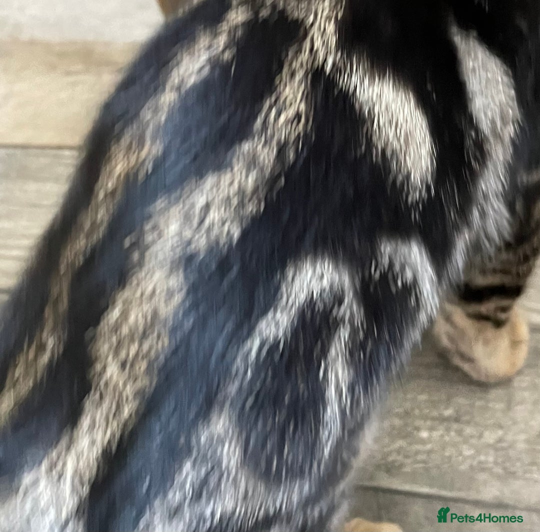 Bengal cats for sale: Part Snow Bengal Kitten - Image 16