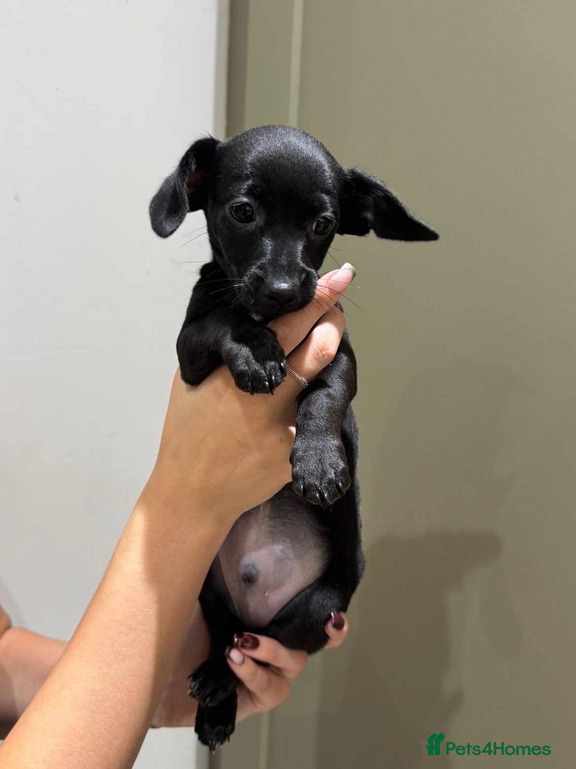 Chiweenie dogs 1 BOY REMAINING  - Advert 7