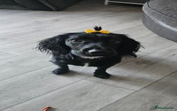 Cocker Spaniel dogs for sale: 7 month old cocker spaniel pup - Image 1
