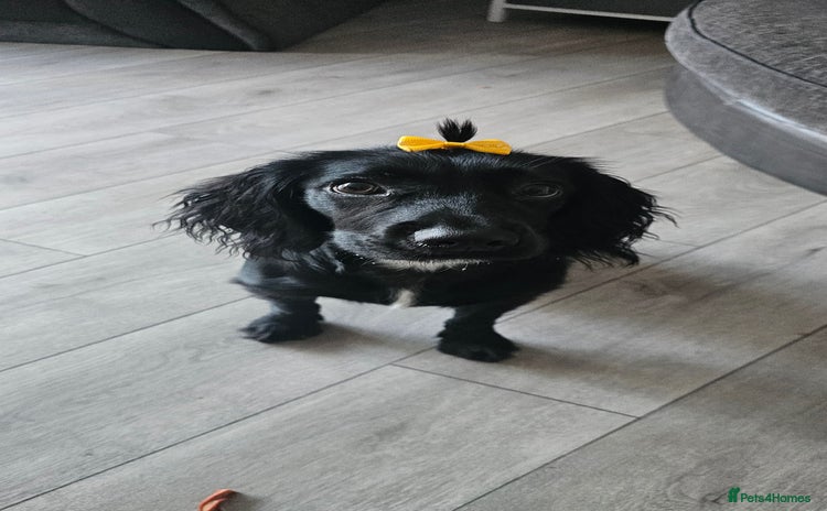 Cocker Spaniel dogs - Advert 6
