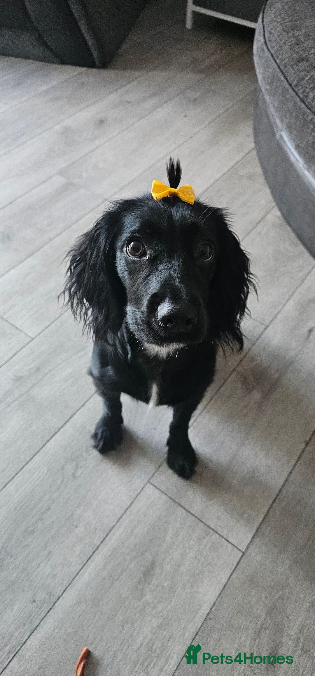 Cocker Spaniel dogs for sale: 7 month old cocker spaniel pup - Image 1