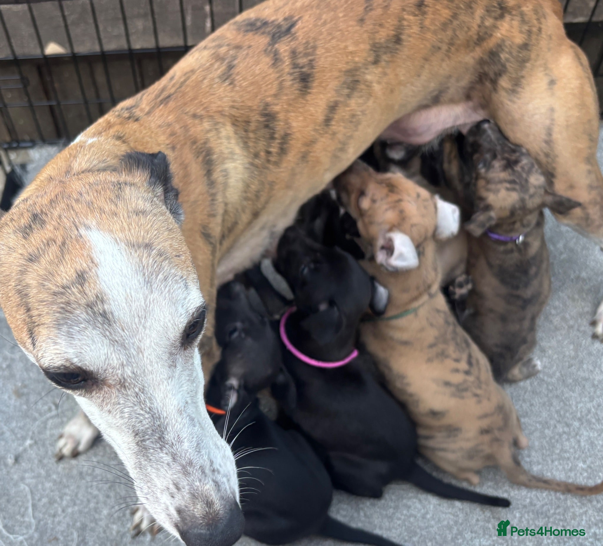 Whippet dogs Quality KC Registered Whippet Puppies - Advert 6