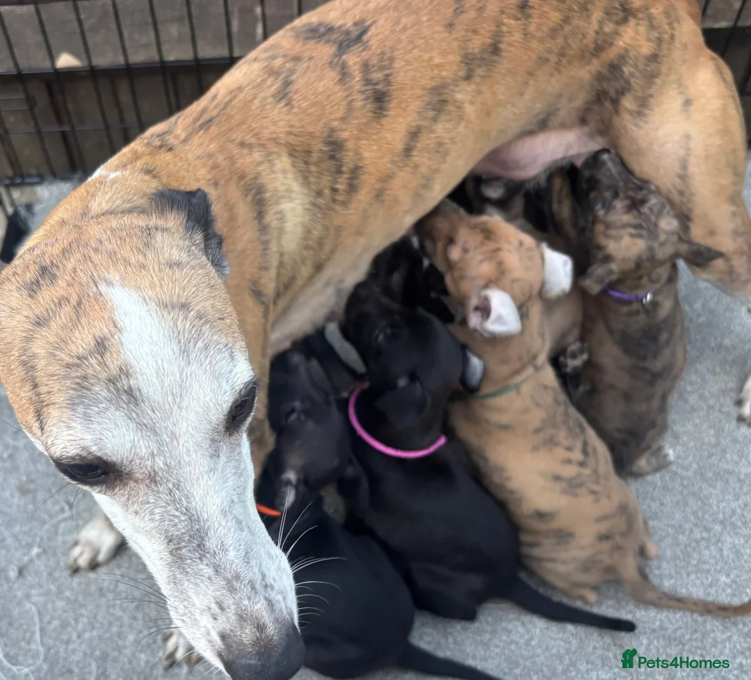 Whippet dogs for sale: Quality KC Registered Whippet Puppies - Advert 1
