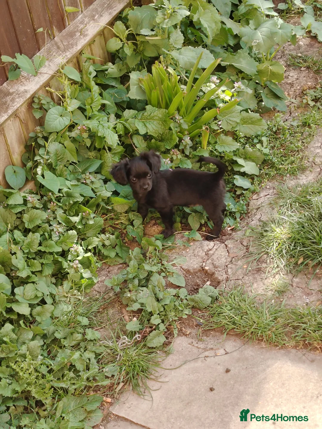 Mixed Breed dogs for sale: Chihuahua cross spaniel  - Advert 2