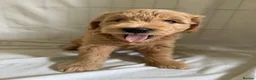 Mini Goldendoodle dogs for sale: F1 Miniature Goldendoodles   - Advert 19