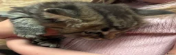 Mixed Breed cats for sale: Fluffy Kittens for sale  - Advert 8