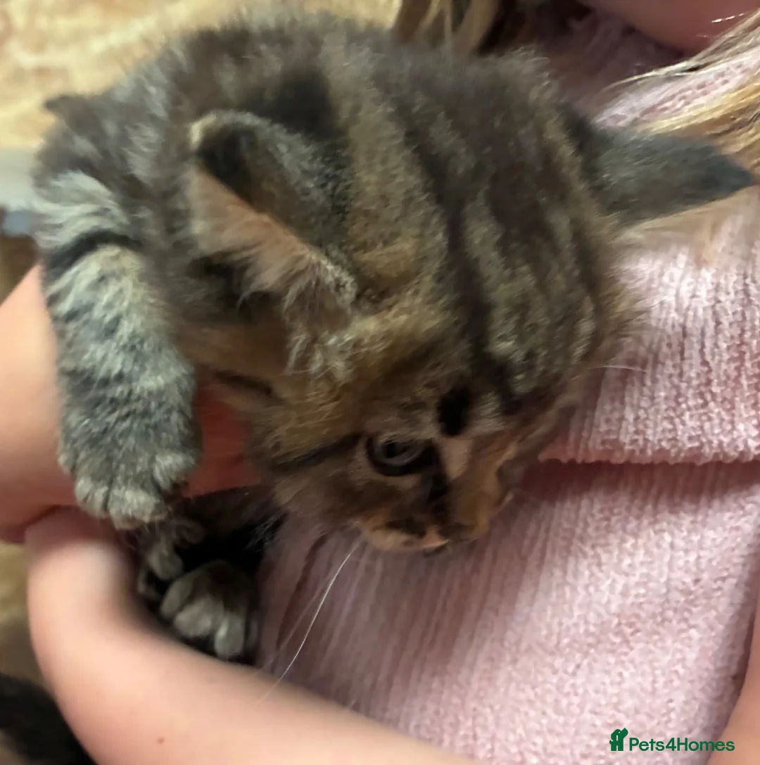 Mixed Breed cats for sale: Fluffy Kittens for sale  - Advert 8