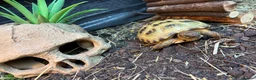 Tortoise reptiles for sale: Horsefield tortoise  in Lowestoft - Advert 1