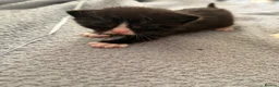Mixed Breed cats for sale: 3 kittens looking for loving home  - Advert 6