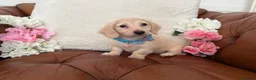 Miniature Dachshund dogs for sale: Pure English Cream Miniature Dachshund  - Advert 14
