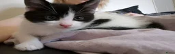 Mixed Breed cats for sale: Lovely kittens ready now in Dudley - Advert 3